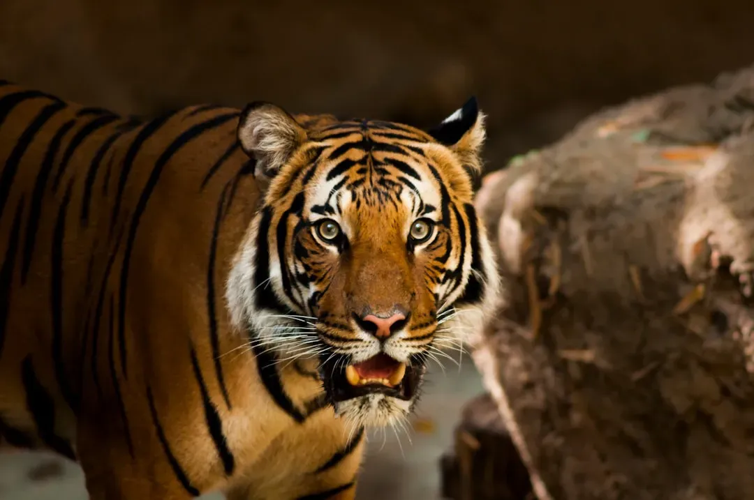 The Hidden Language of Scent, Scratches, and Roars (Image Credits: Unsplash)