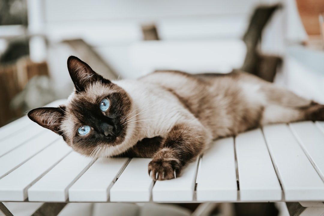Siamese: The Vocal and Demanding Diva (Better for Families) (Image Credits: Unsplash)