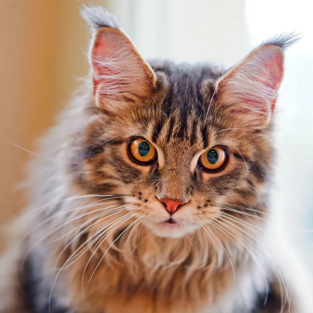 Size, Energy, and Physical Considerations (Image Credits: Flickr)