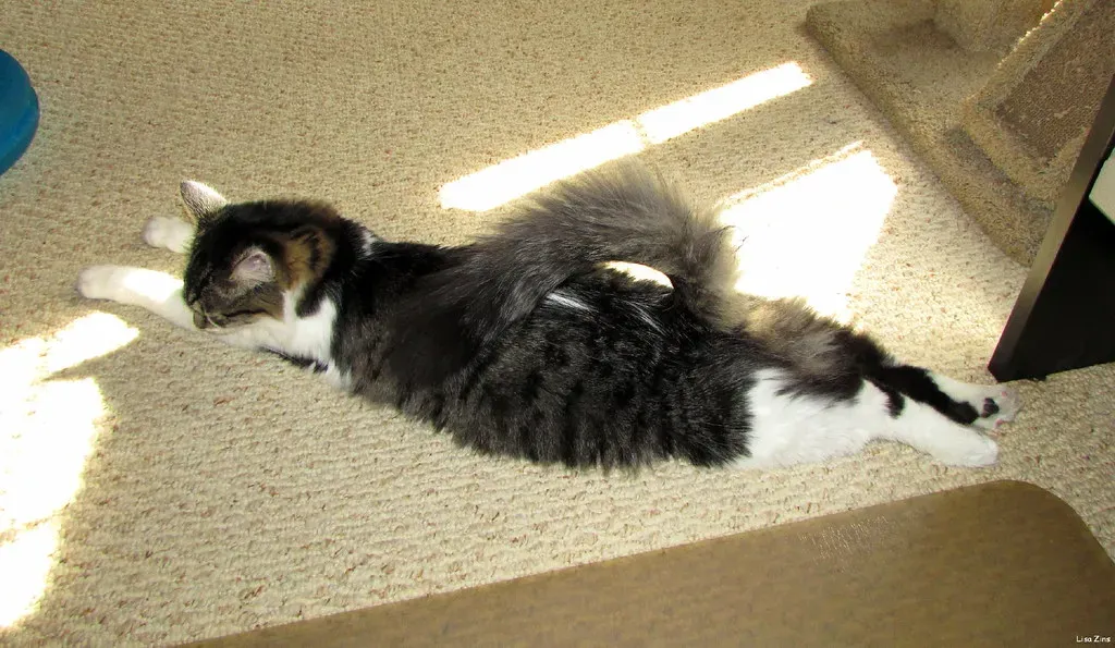 The Tail Quiver: Excitement Is in the Air (Image Credits: Flickr)