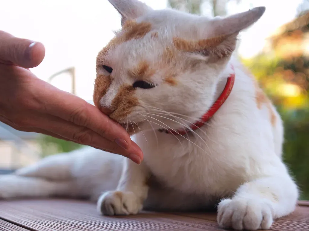 Marking You with Their Scent (Image Credits: Flickr)