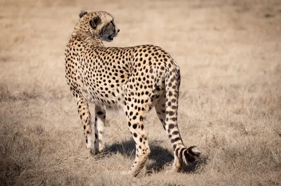 #4 A Long, Muscular Tail That Works Like a Dynamic Counterweight (Image Credits: Pexels)