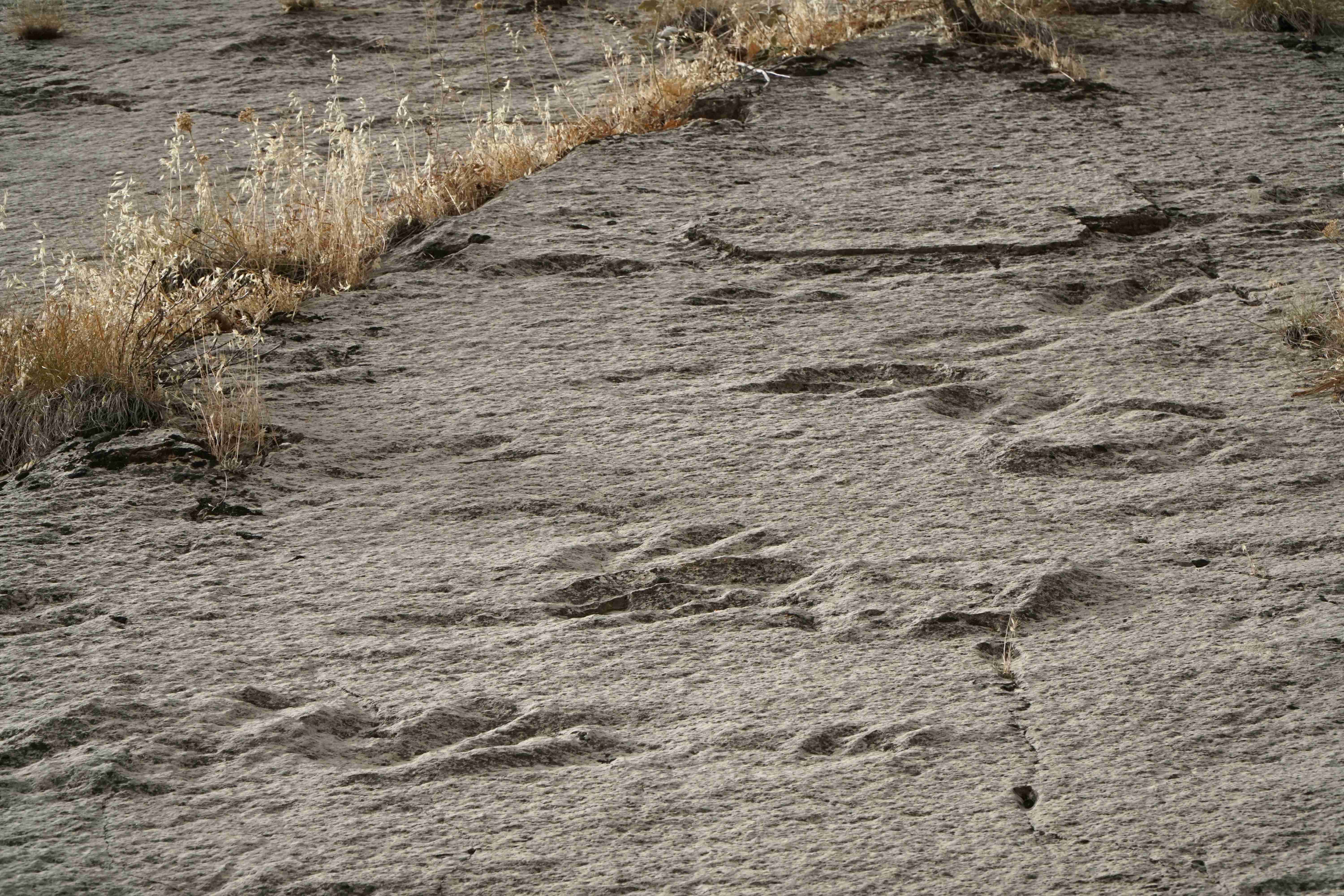 Reading the Ancient Language of Movement (Image Credits: Wikimedia)