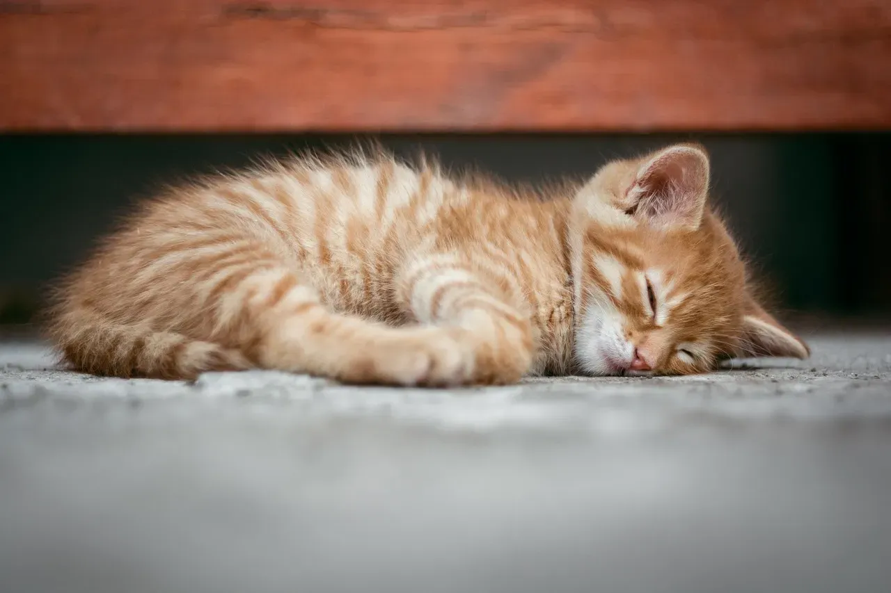 Not All Cat Sleep Is Created Equal (Image Credits: Pixabay)