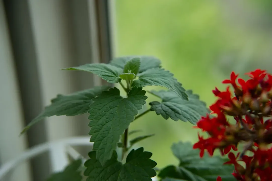 Myth 8: Catnip Was Designed by Nature to Attract Cats (Image Credits: Unsplash)