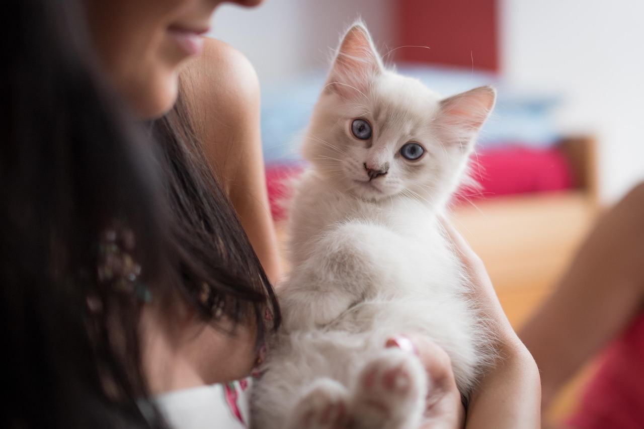 Ragdoll: The Gentle Giant Welcome Wagon (Image Credits: Pixabay)