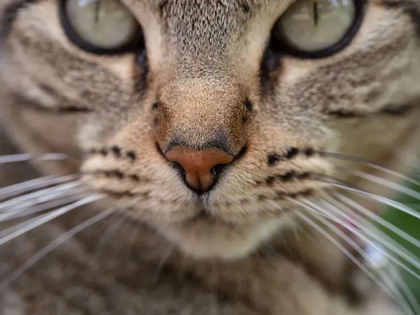 #9 - Every Cat Has a Unique Nose Print (Image Credits: Pexels)
