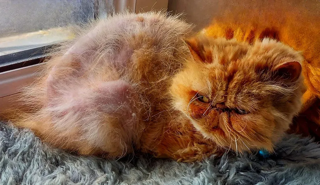 4. Persian Cats: High-Maintenance Beauties with Daily Grooming Needs (Image Credits: Flickr)