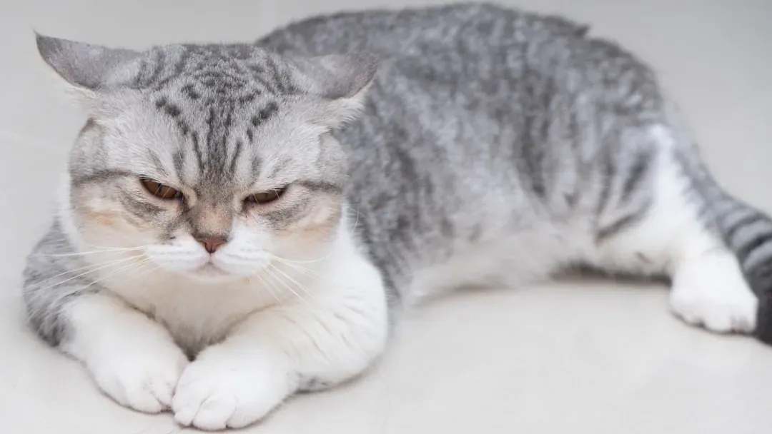 Displaying Unusual Body Language (Image Credits: Unsplash)