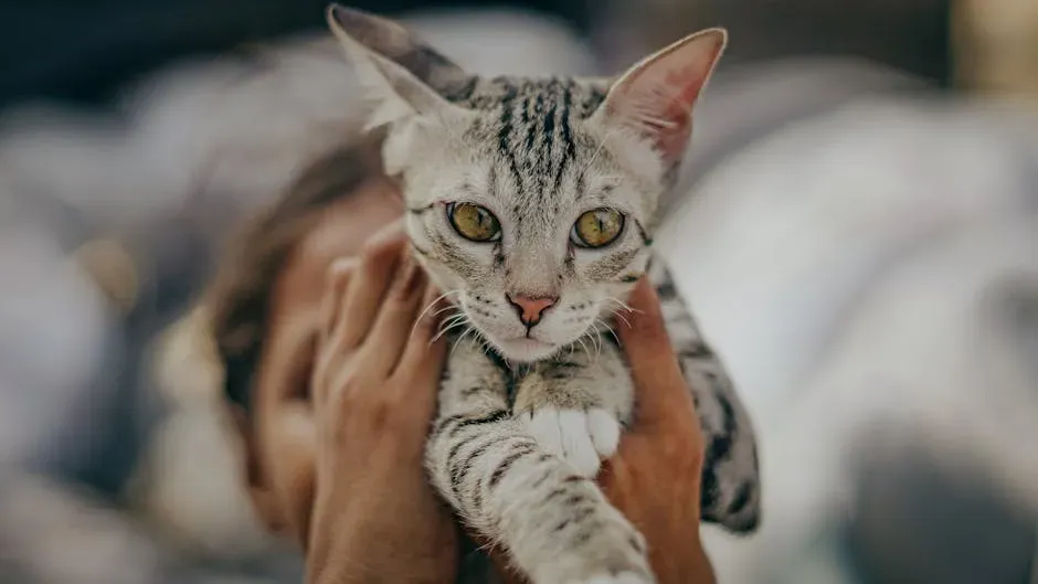 Conclusion: Finding the Balance Your Cat Actually Needs (Image Credits: Pexels)