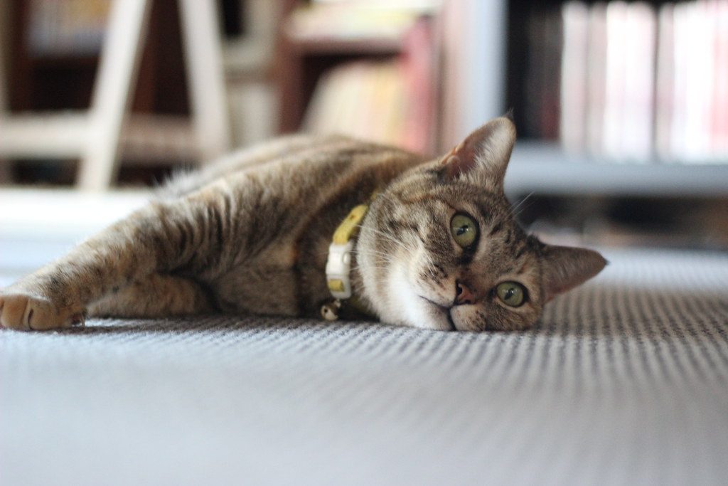 Light Sleep Versus Deep Sleep (Image Credits: Flickr)