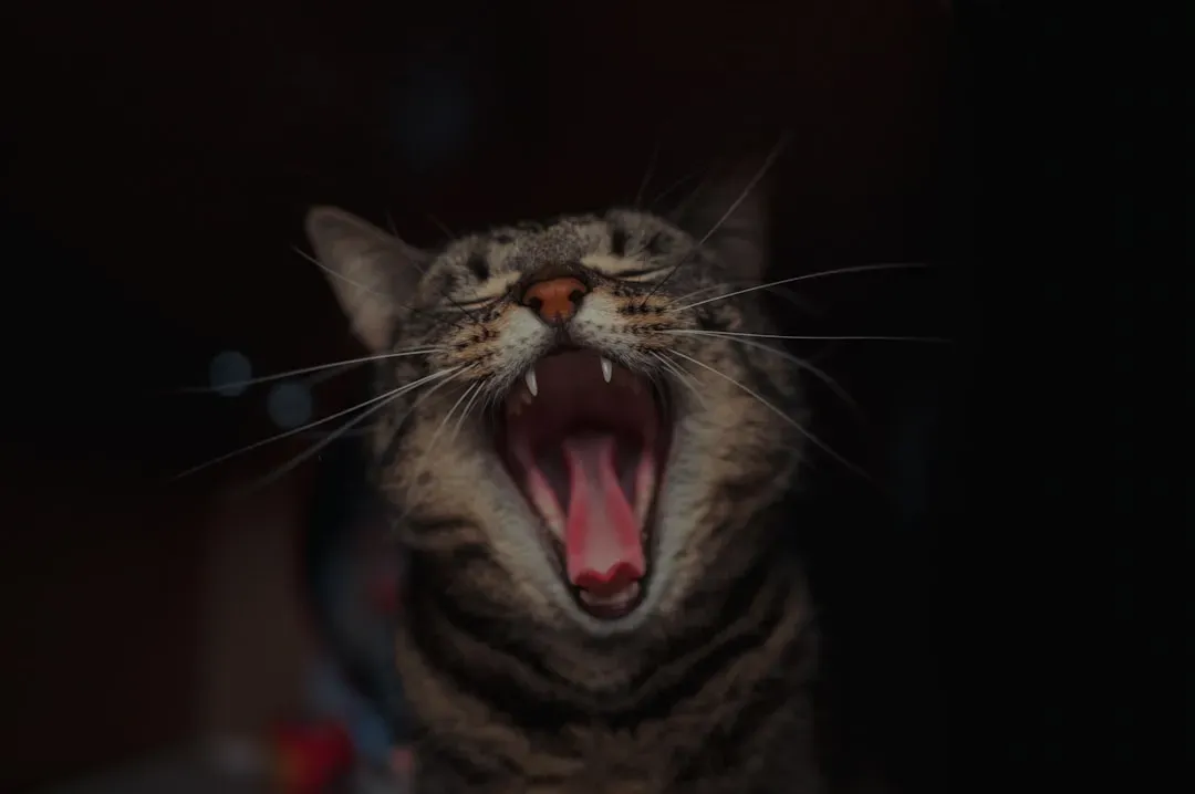#1 - The 3 A.M. Yowl That Isn't Random (Image Credits: Unsplash)