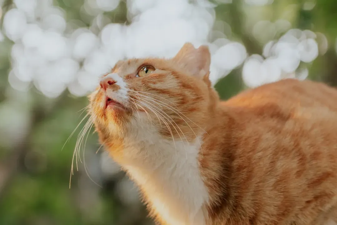 How Scent Controls Your Cat's Emotional World (Image Credits: Unsplash)