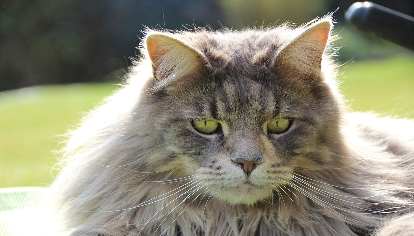 Maine Coon: The Gentle Giant with Firm Boundaries (Image Credits: Wikimedia)