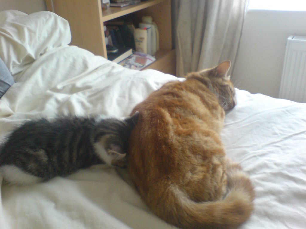 Head Bunting and Face Rubbing (Image Credits: Flickr)