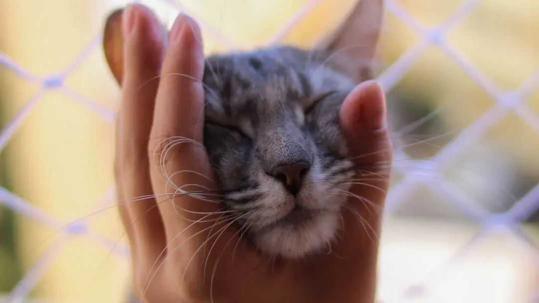 2. Surprise Headbutts (Image Credits: Unsplash)