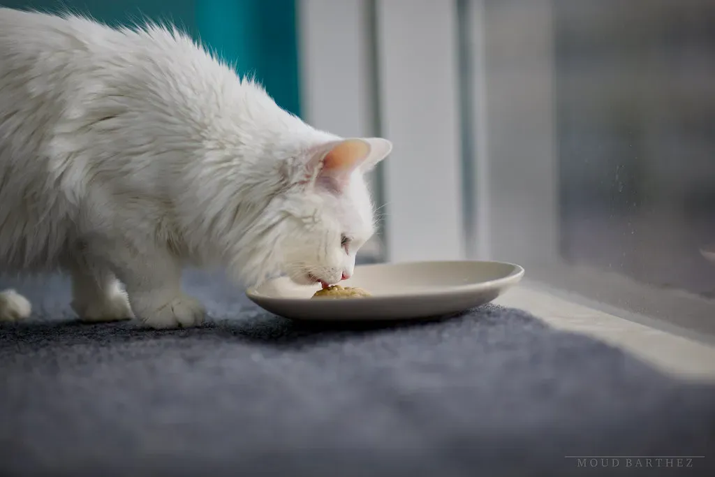 Only Approaching at Mealtime (Image Credits: Flickr)