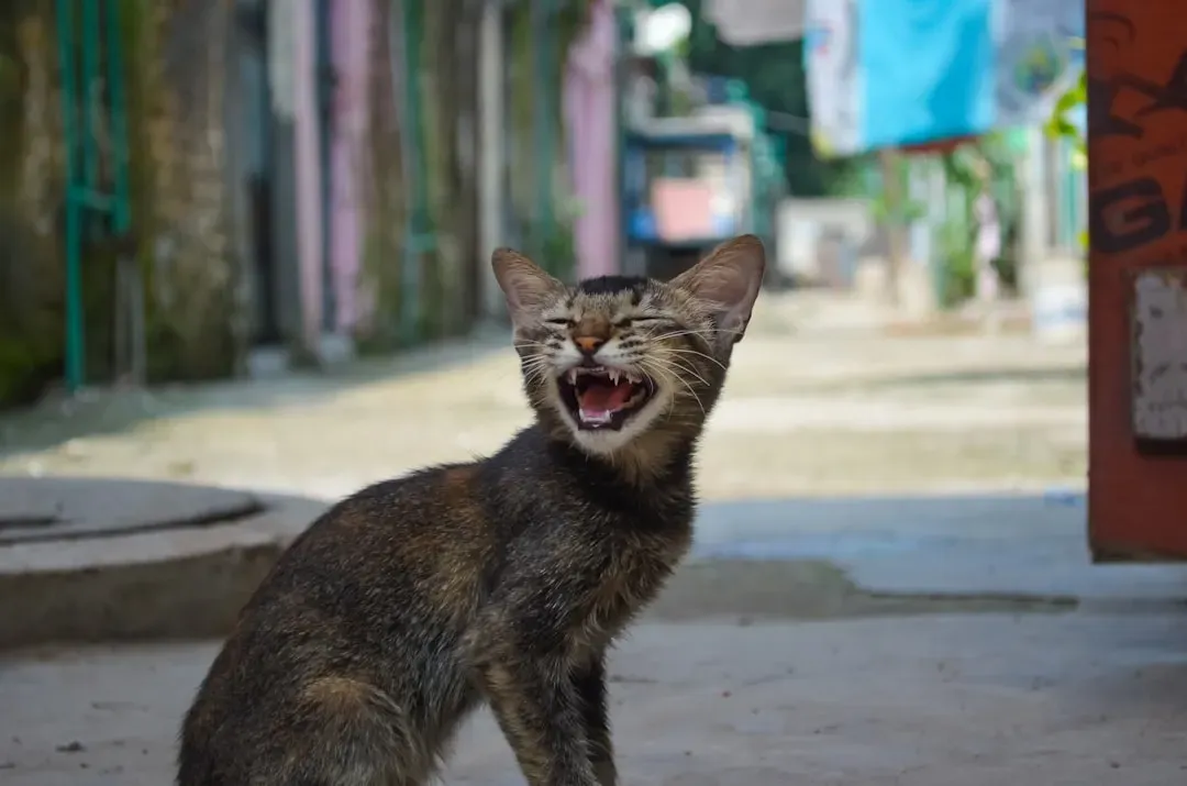 5. The Yowl: That Deep, Unsettling Moan You Can't Ignore (Image Credits: Unsplash)