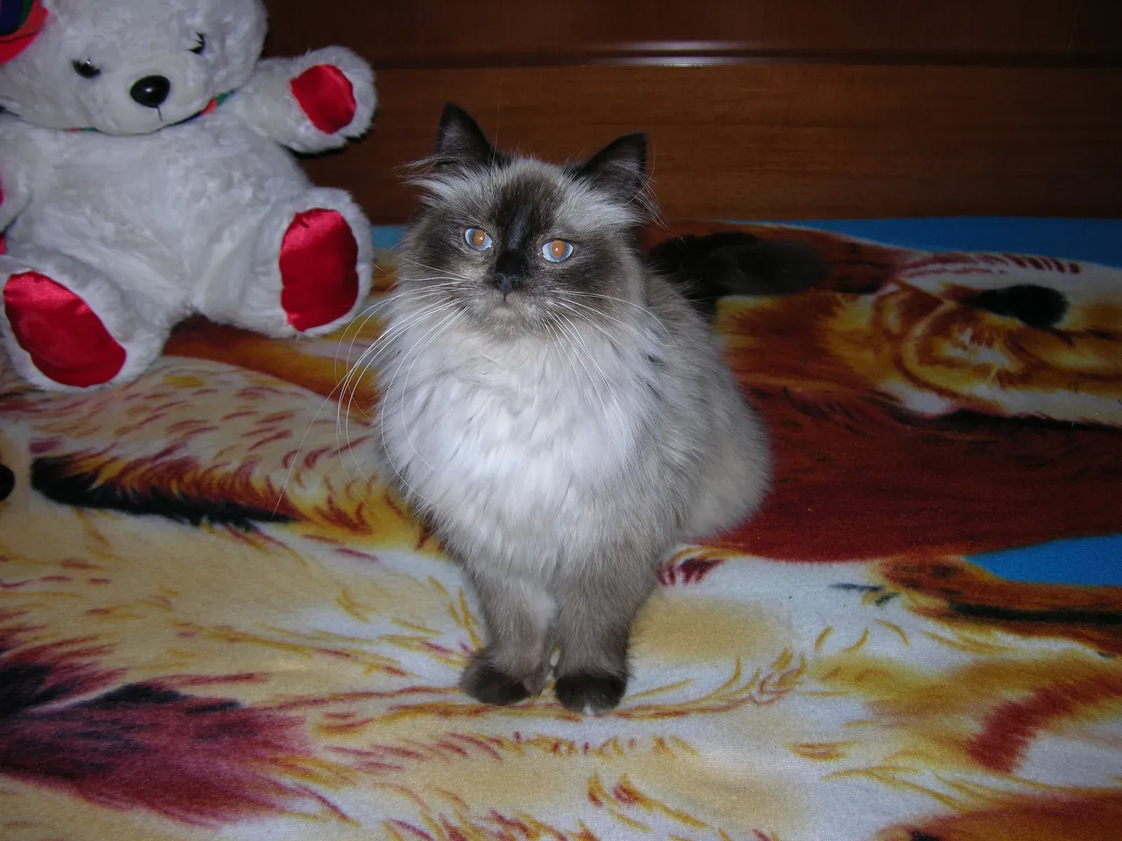 Birman: The Devoted Bedroom Buddy (Image Credits: Wikimedia)