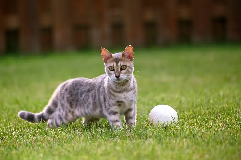 Built for Adventure: The Science Behind That Restless Streak (Image Credits: Flickr)