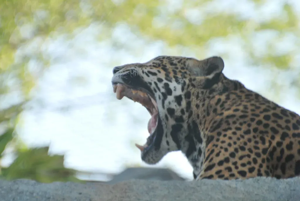 You’re Looking At the Strongest Bite Per Body Size of Any Big Cat (The Hendersons Paradox, Flickr, CC BY-SA 2.0)