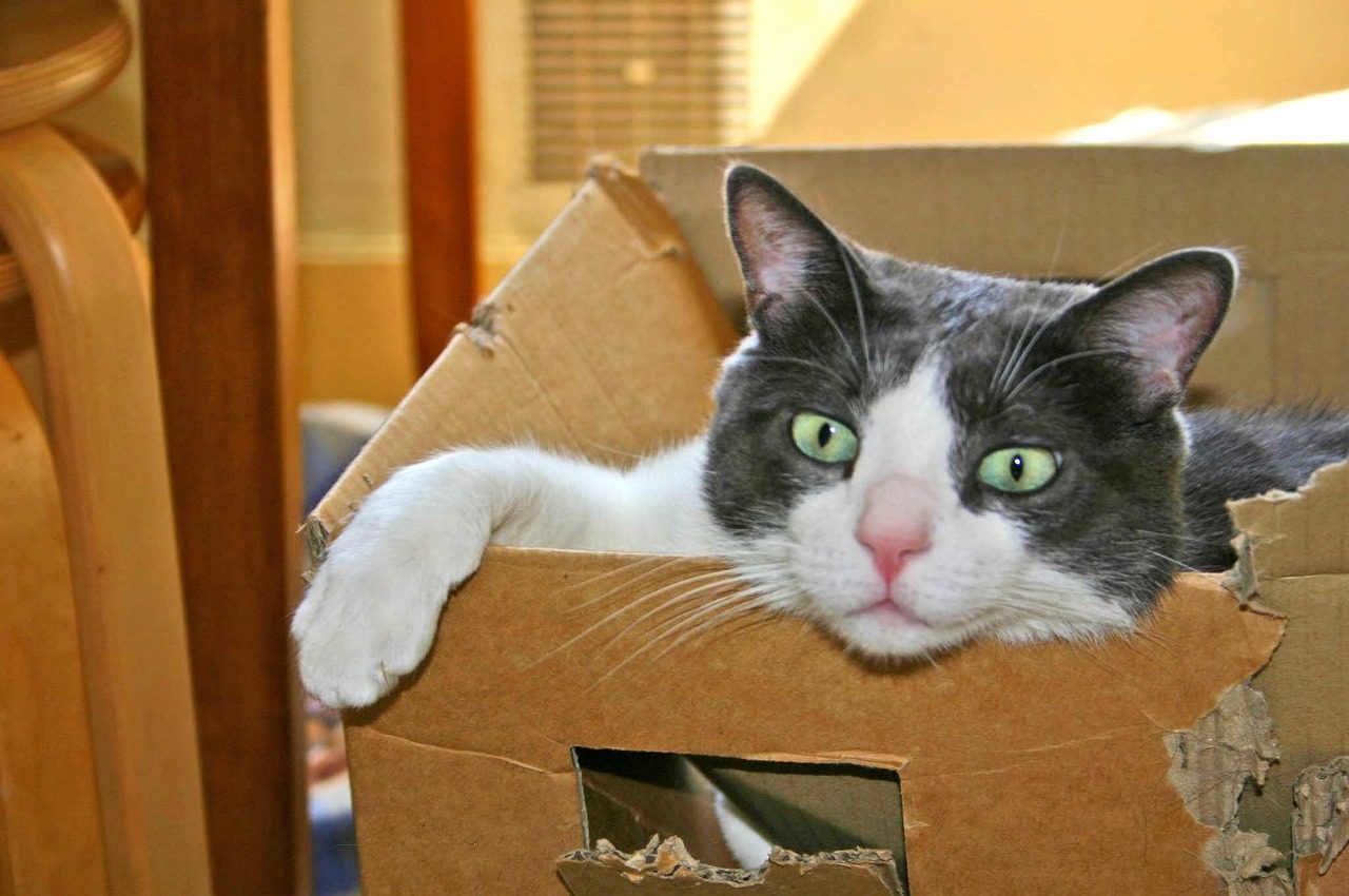 Cardboard Boxes: The Ultimate Cat Castle (Image Credits: Pixabay)