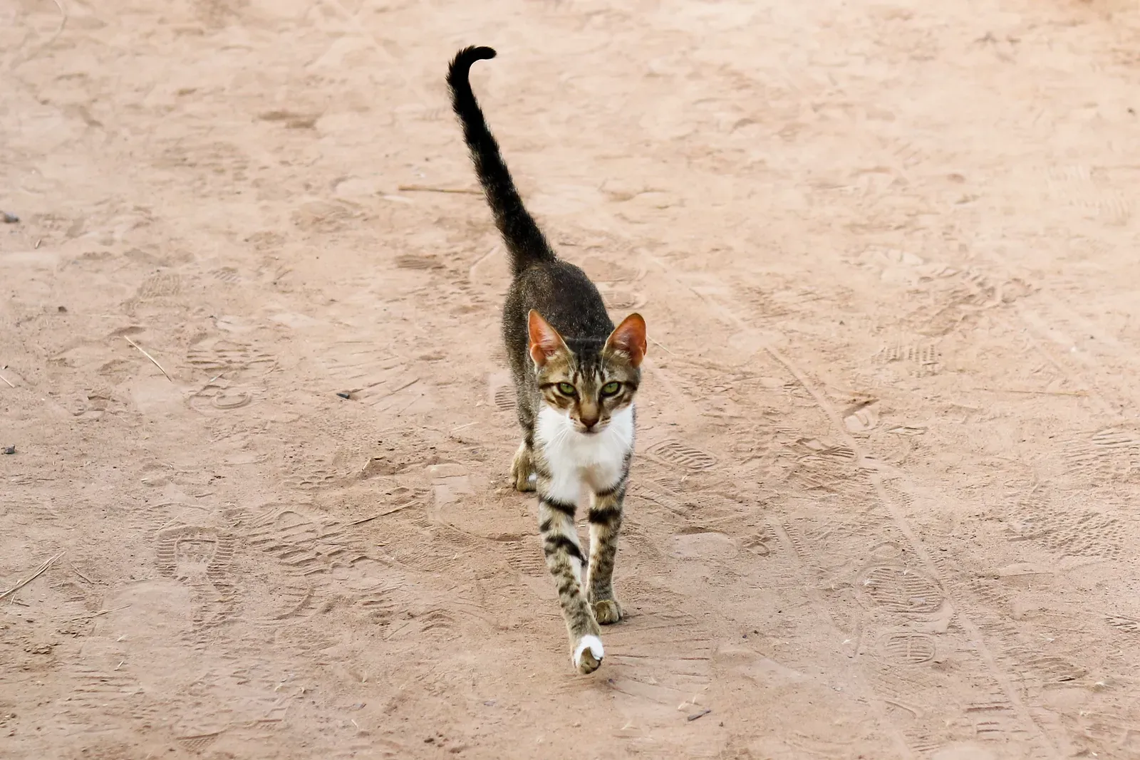 The Tail Held High Is Their Happy Flag (Image Credits: Wikimedia)