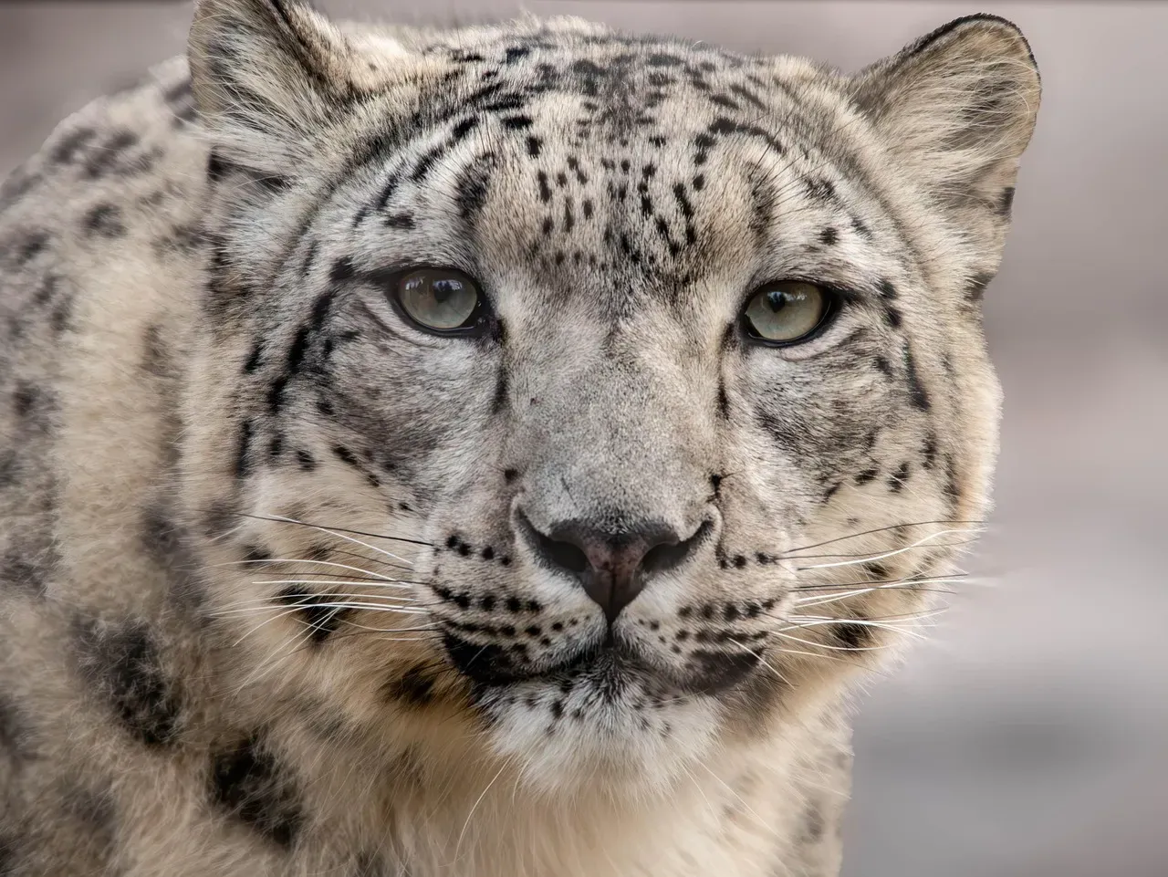 Sagittarius: The Snow Leopard (Image Credits: Pixabay)