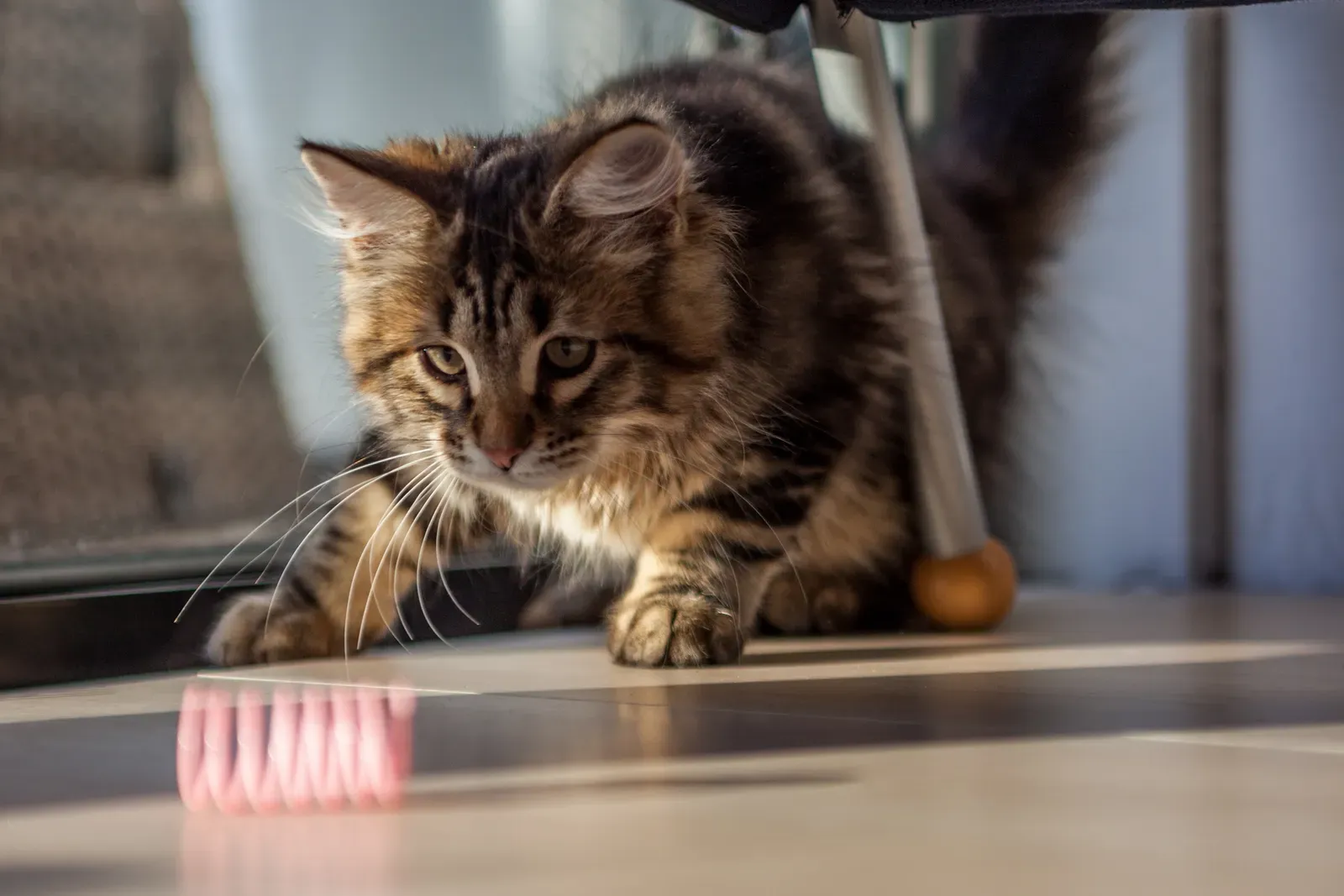 Preparing for Their Slow Maturation (Image Credits: Wikimedia)