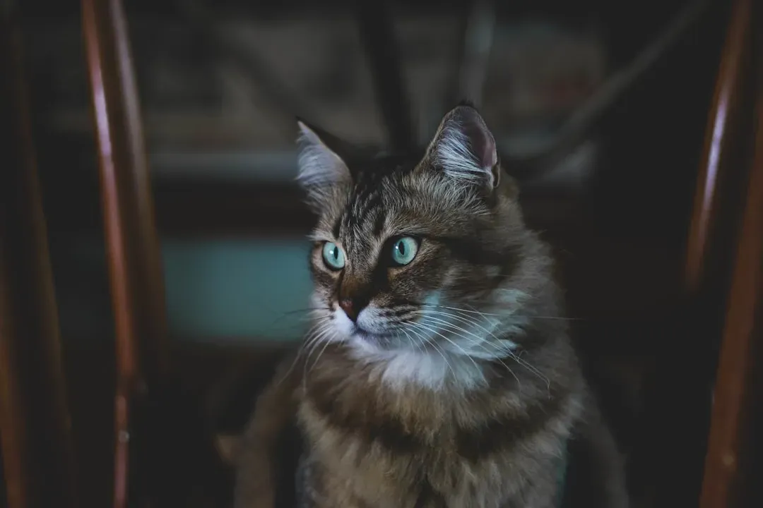 When the Staring Might Actually Be a Health Warning (Image Credits: Unsplash)