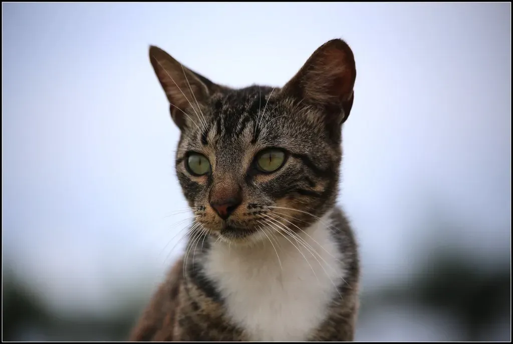 The Science of Your Cat's Internal Clock and Seasonal Shifts (cuatrok77, Flickr, CC BY-SA 2.0)