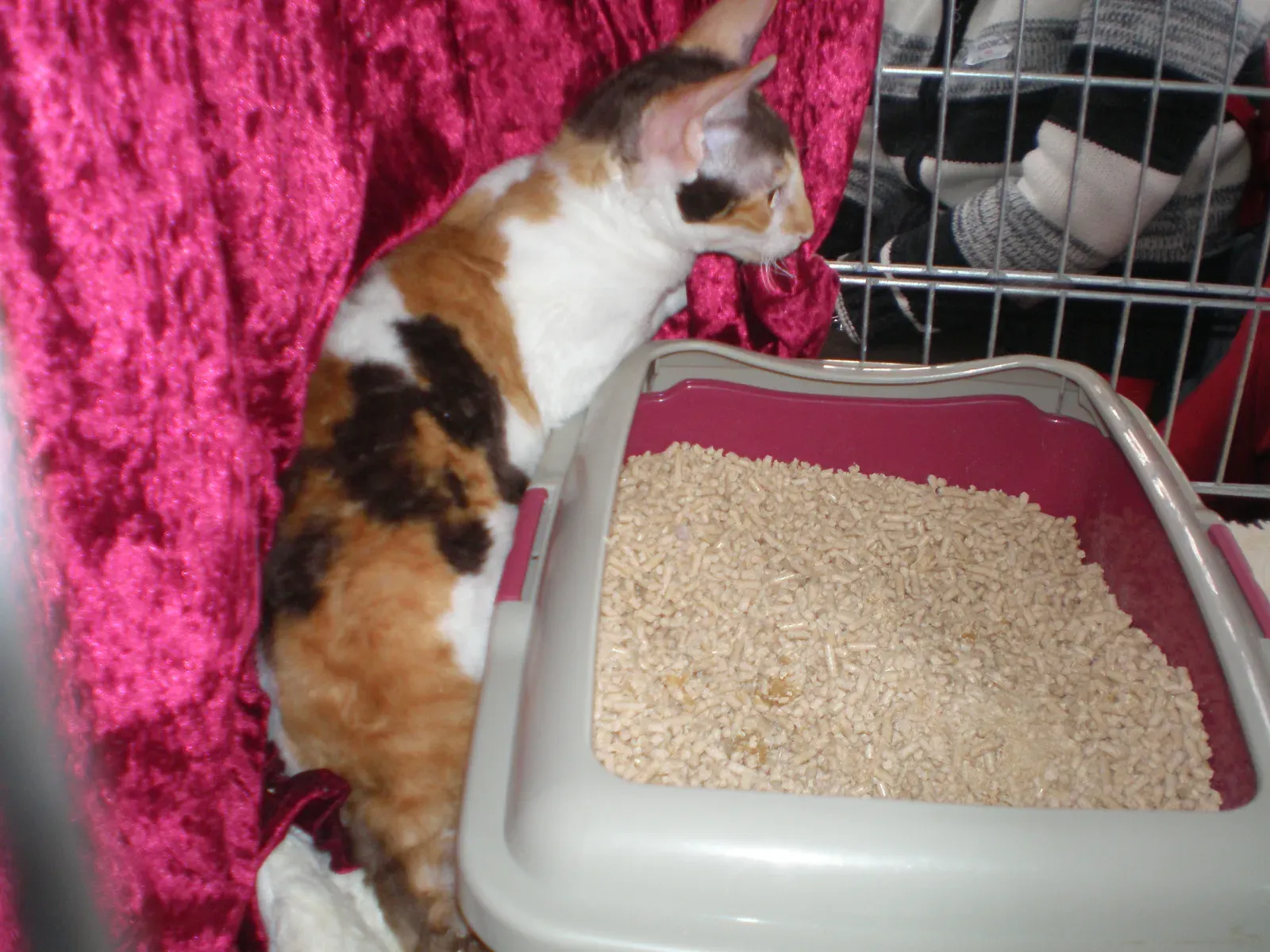 6. Litter Box Stress or Negative Associations (By Krzysiu "Jarzyna" Szymański, CC BY 3.0)