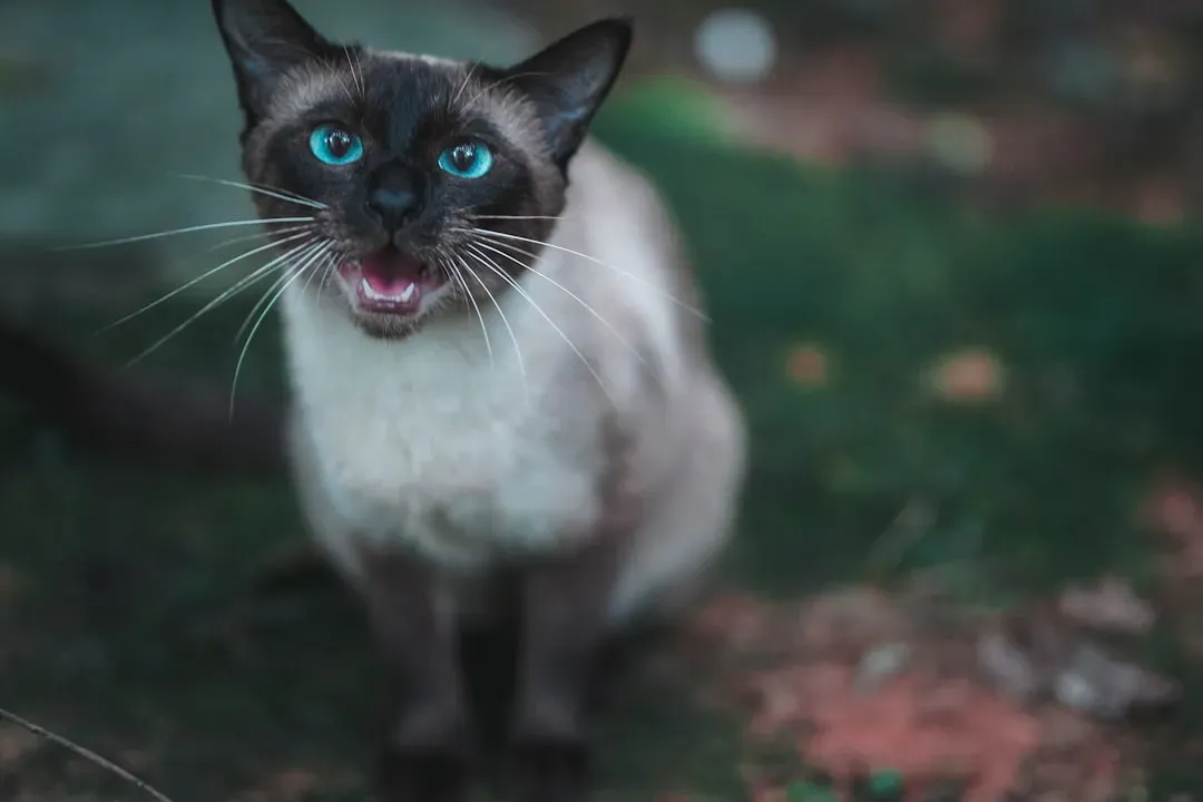 Your Cat's Personality Has Genetic Components Across Breeds (Image Credits: Unsplash)