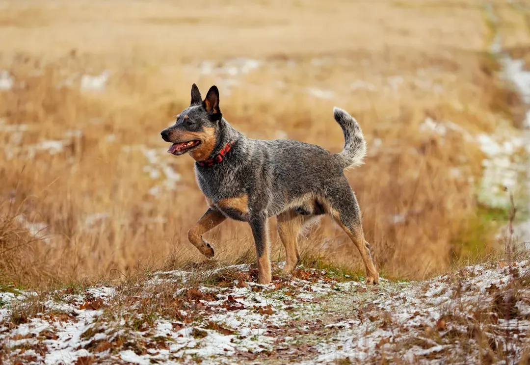 4. Australian Cattle Dog (Image Credits: Unsplash)