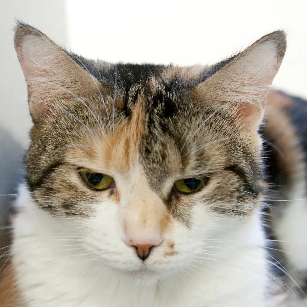 Serving Suggestions That Actually Work (Image Credits: Flickr)