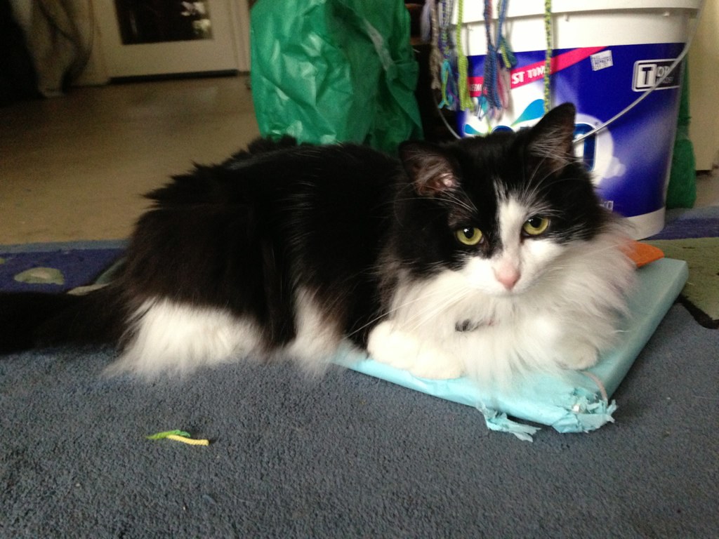 Bringing You Gifts (Image Credits: Flickr)