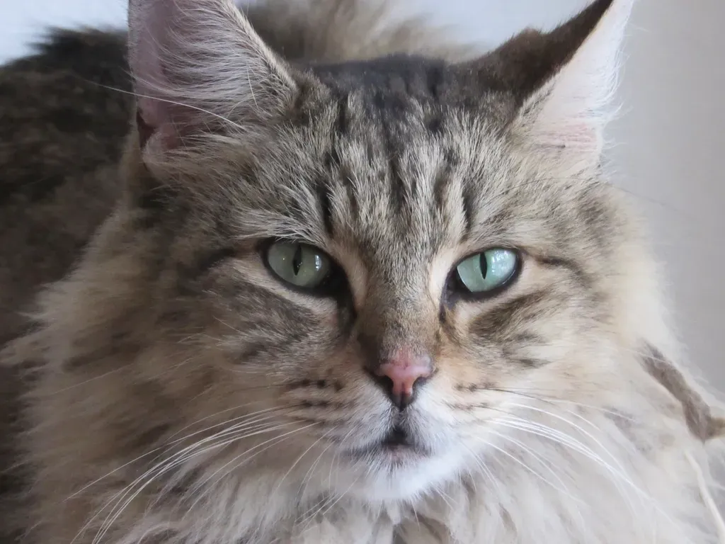 The Silent Stare That Speaks Volumes (Image Credits: Rawpixel)