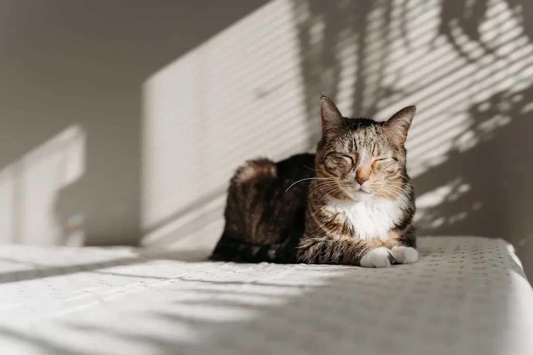 Conclusion: Your Cat's Comfort Is Worth Every Effort (Image Credits: Unsplash)