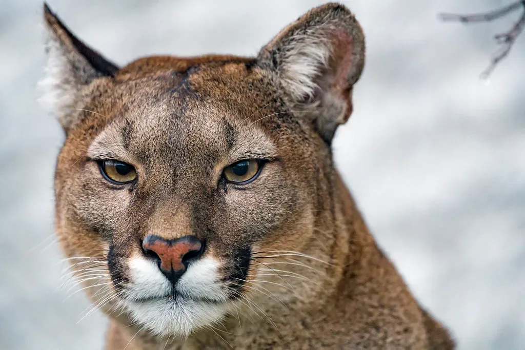 Cancer: The Nurturing Cougar's Protective Nature (Image Credits: Flickr)