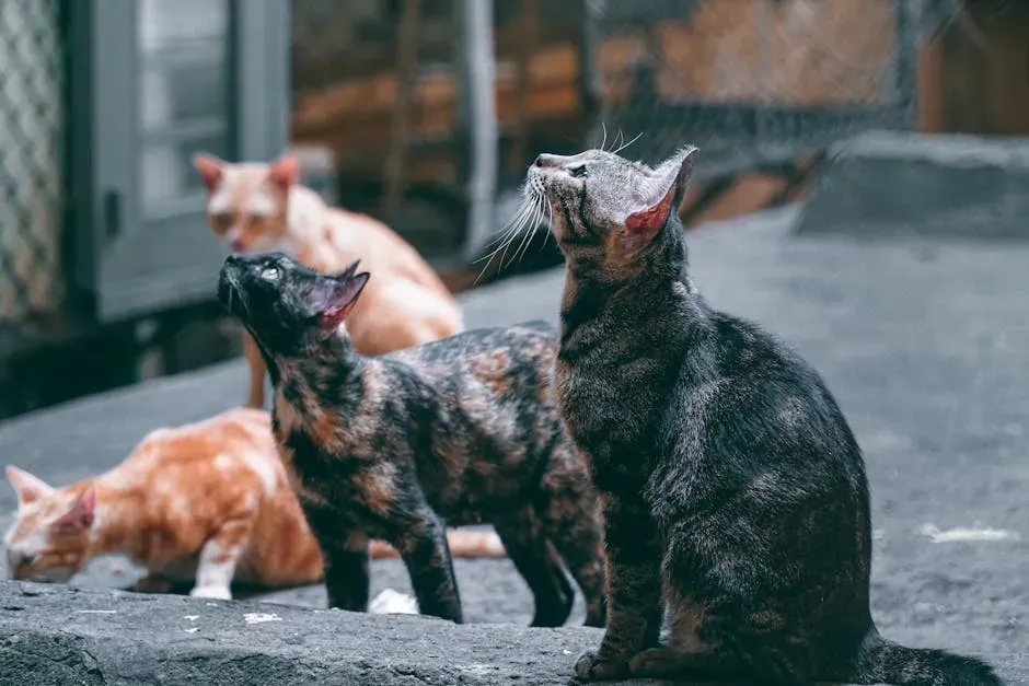 The Secret Social Lives of Cat Colonies (Image Credits: Pexels)