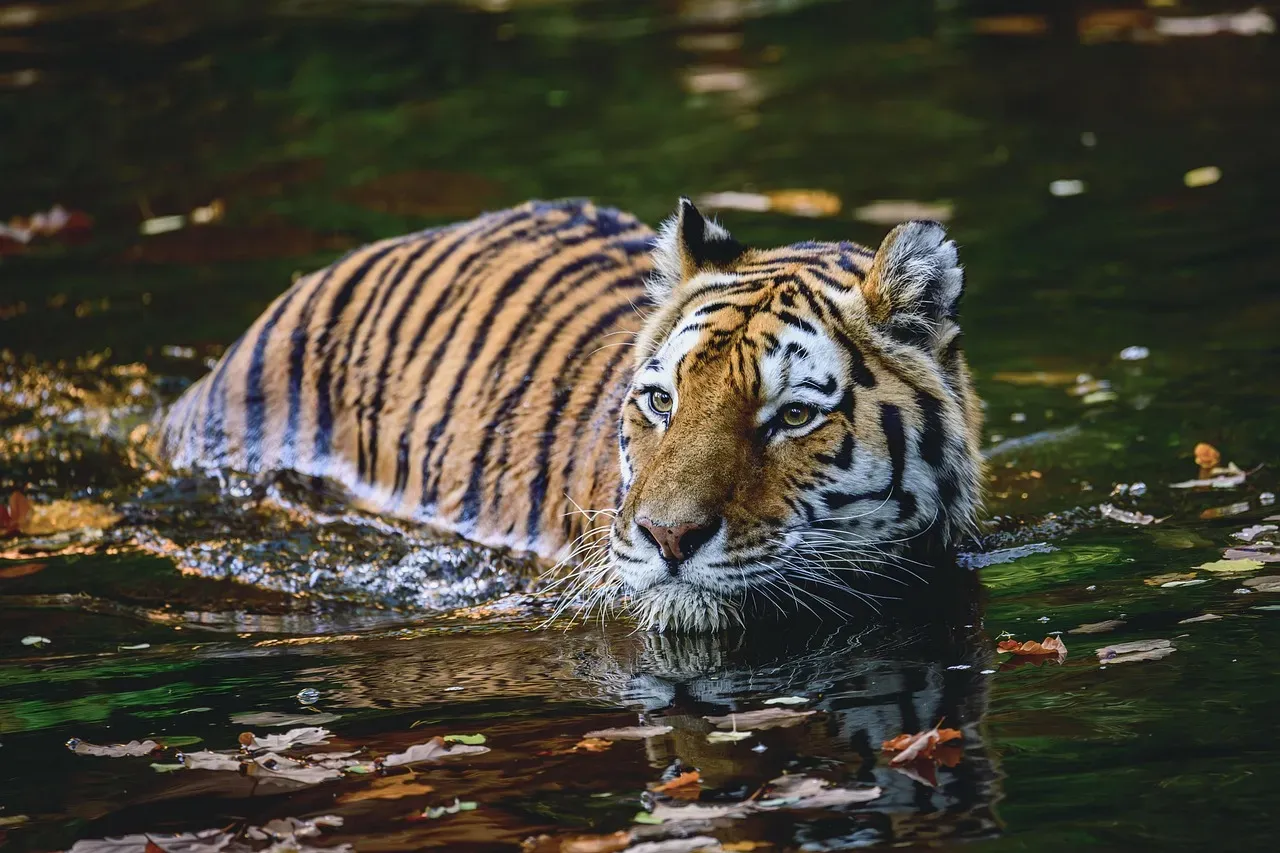 #2 Water hides scent and sound during a hunt (Image Credits: Pixabay)