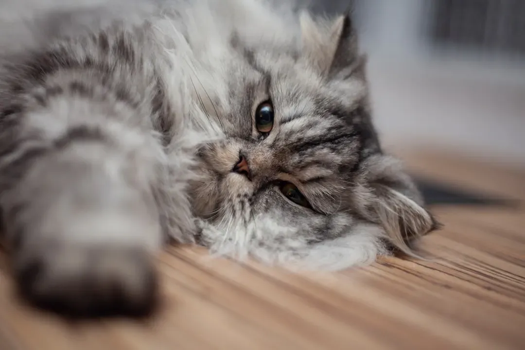 Stress, Anxiety, and the Worried Cat (Image Credits: Unsplash)