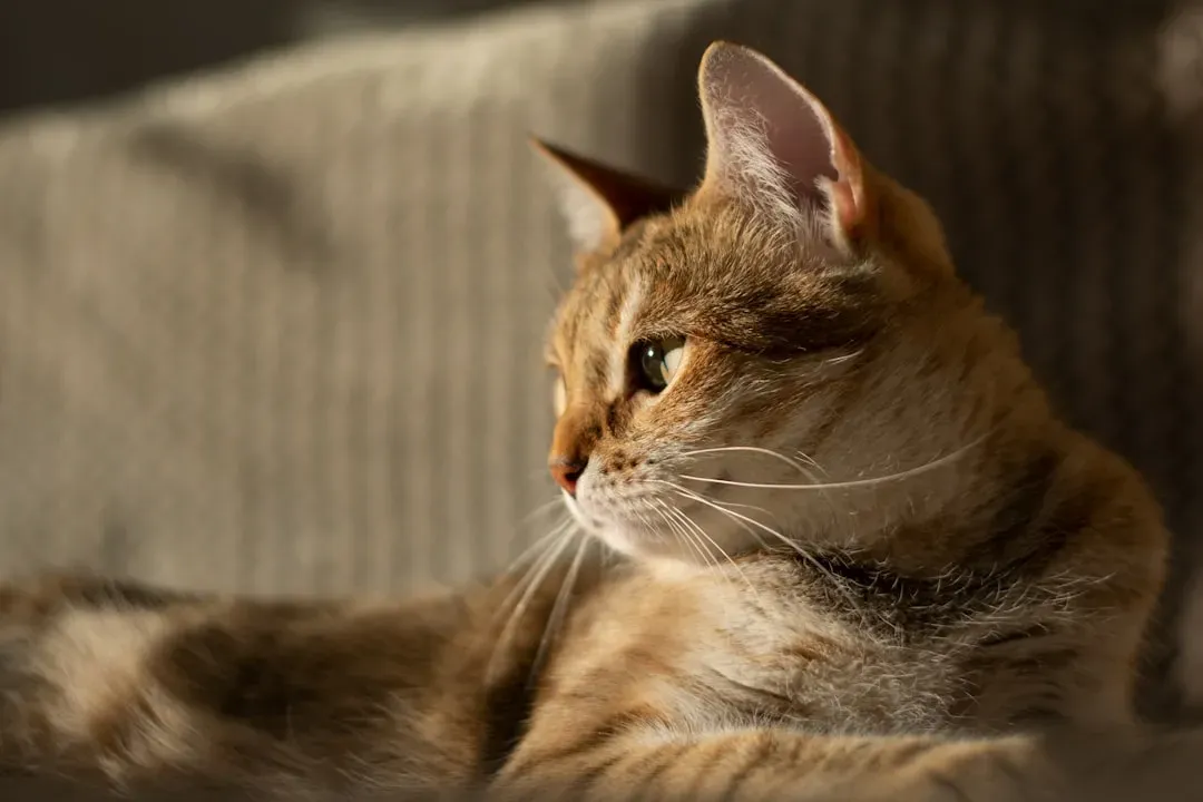 Strengthening the Bond Without Smothering Your Cat (Image Credits: Unsplash)