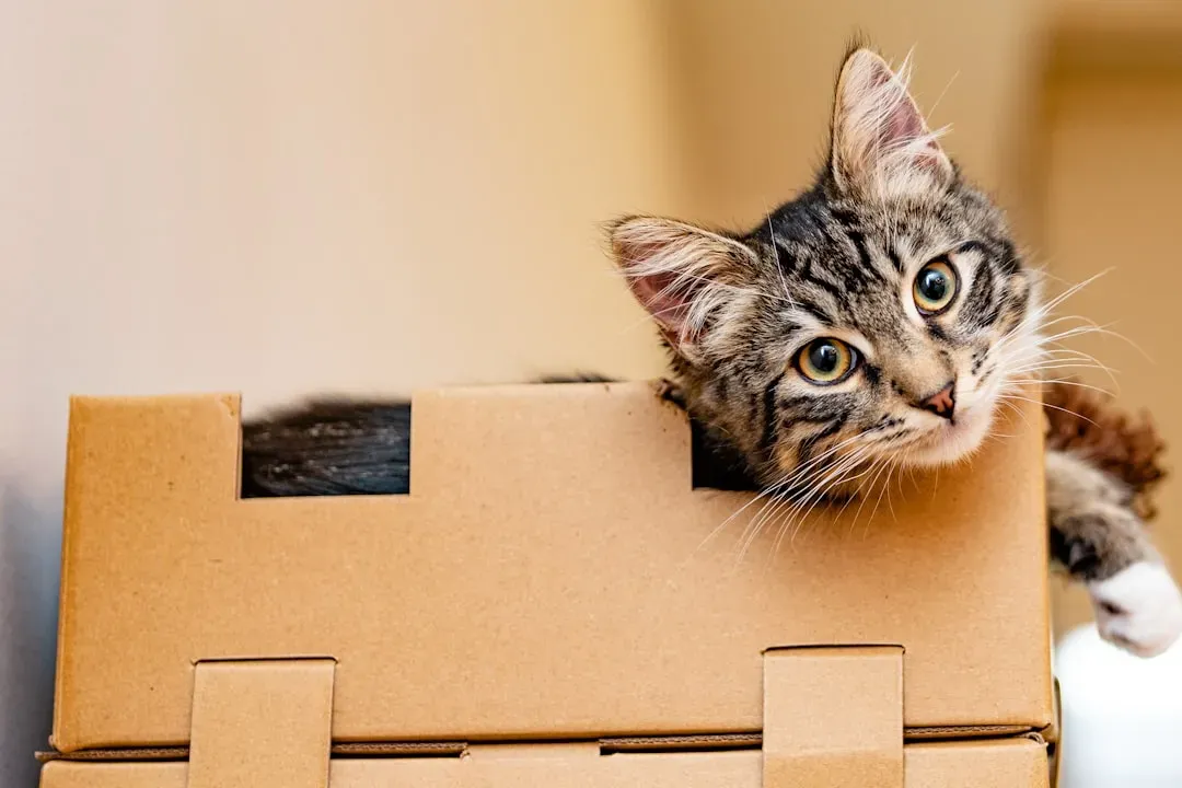 Conclusion: The Simple Secret to Feline Contentment (Image Credits: Unsplash)