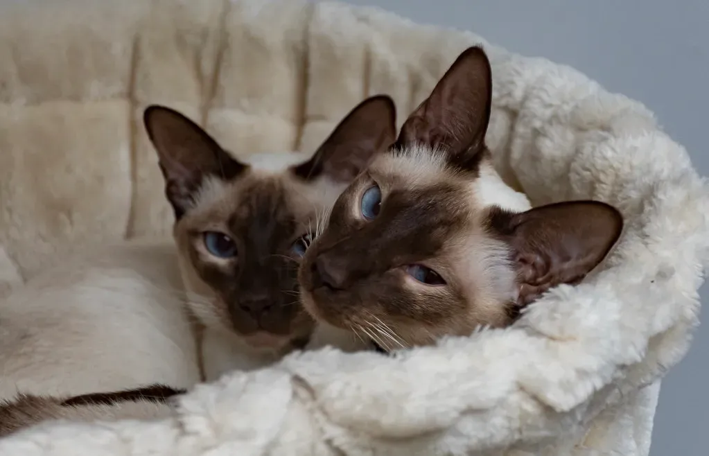 A Deep Need for Companionship You Can't Ignore (Image Credits: Flickr)