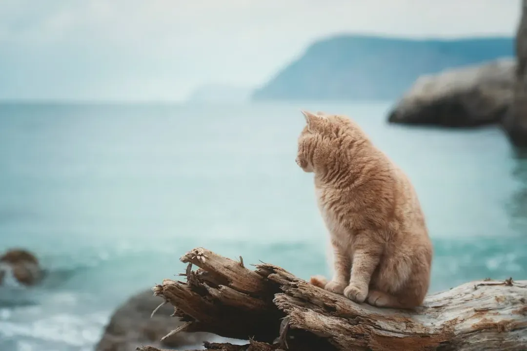 Sailors and Their Feline Forecasters at Sea (Image Credits: Unsplash)
