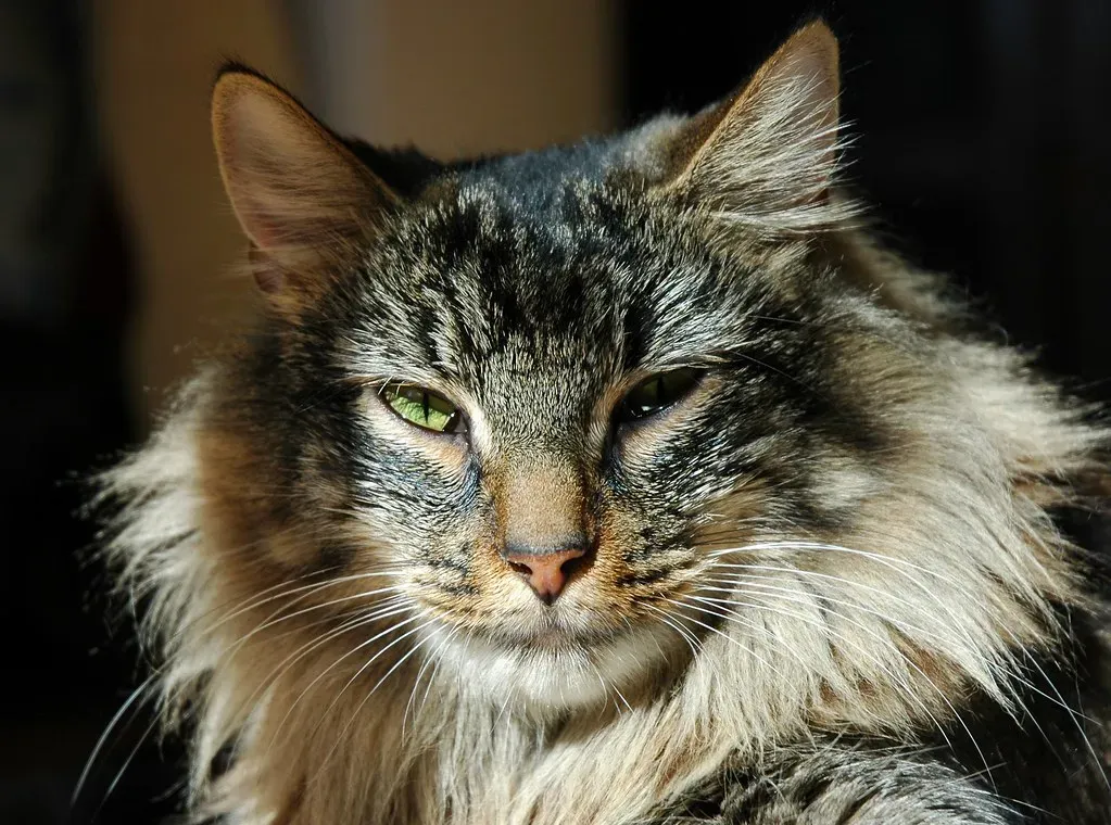 Norwegian Forest Cat: The Viking Sentinel (Image Credits: Flickr)