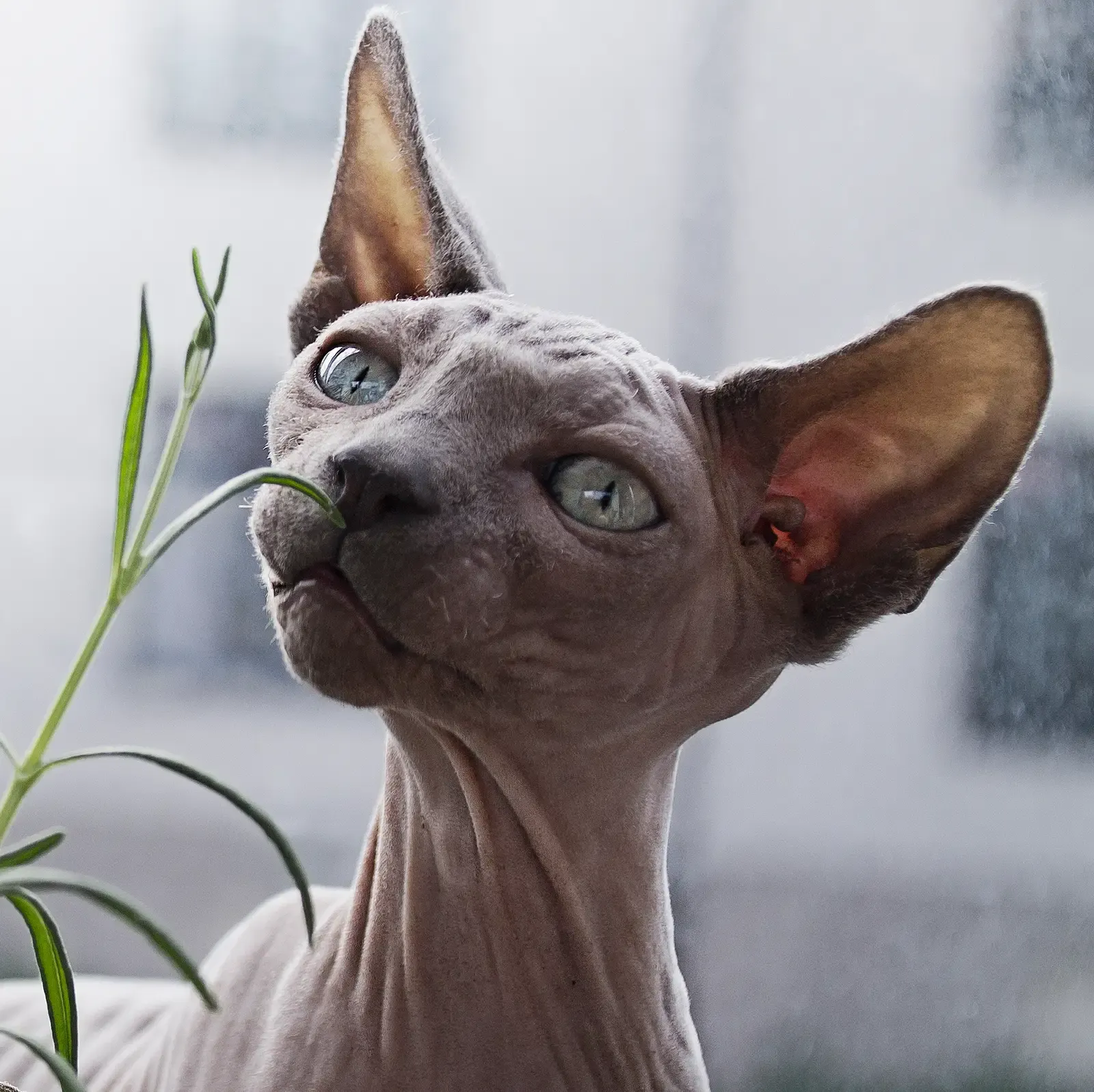 #4 Sphynx: Clingy, Yes – But Not a Toy (By Linnea Sandbakk linneasandbakk, CC0)