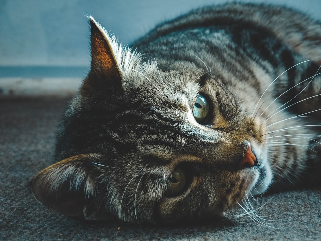 Health Risks and Zoonotic Diseases You Should Know (Image Credits: Unsplash)