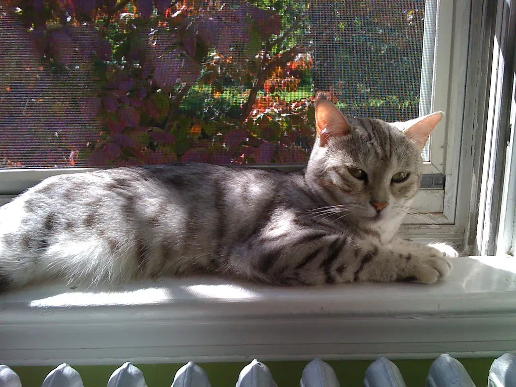 5. The Egyptian Mau: Regal, Loyal, and Undeniably Dramatic (lyvegyde, Flickr, CC BY 2.0)